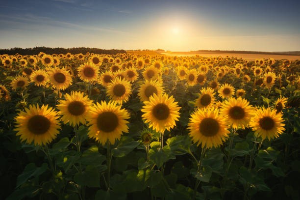 istockphoto-1298291139-612x612