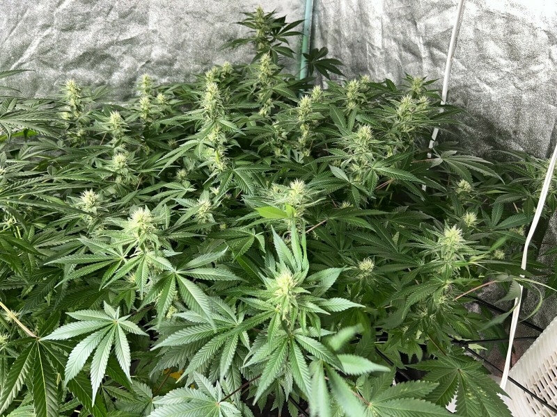 A6B4901D-2706-4A54-B5D7-40489E2F66B8