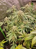 dr w 44days