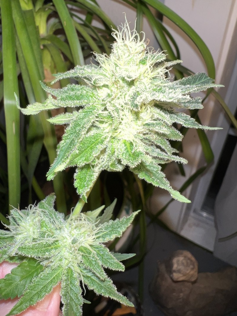 66C9D591-6857-4137-AF19-CC6393F54724