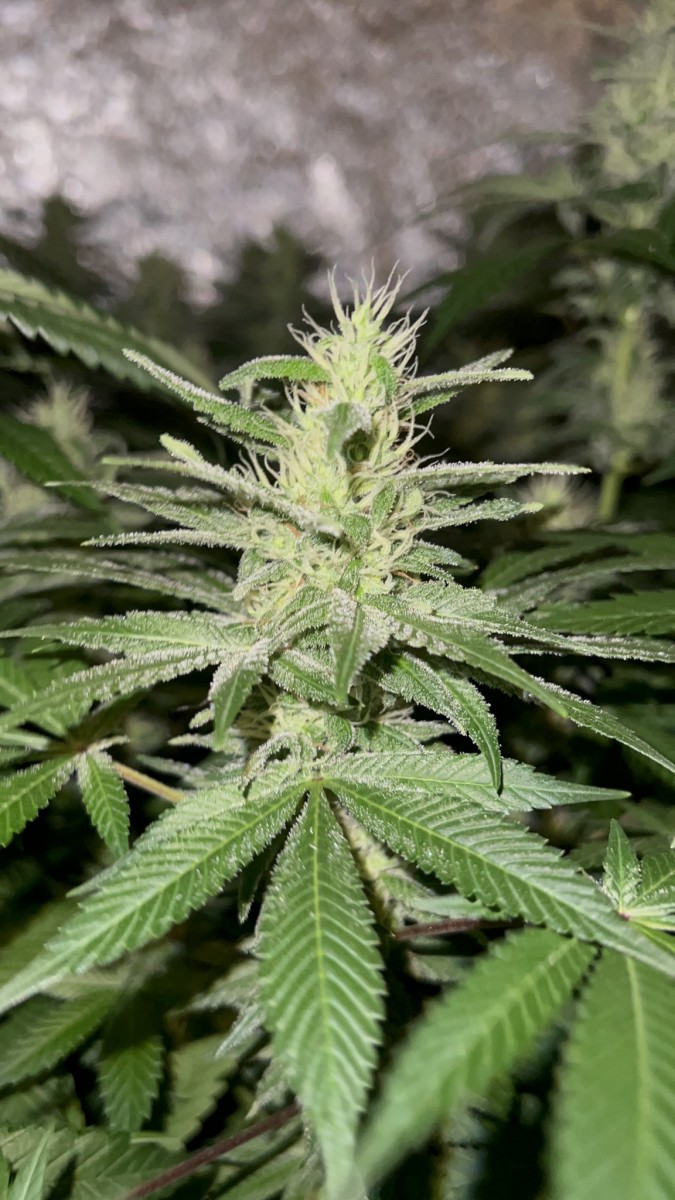 3EC56697-122B-4951-9523-A80FDA460BF1