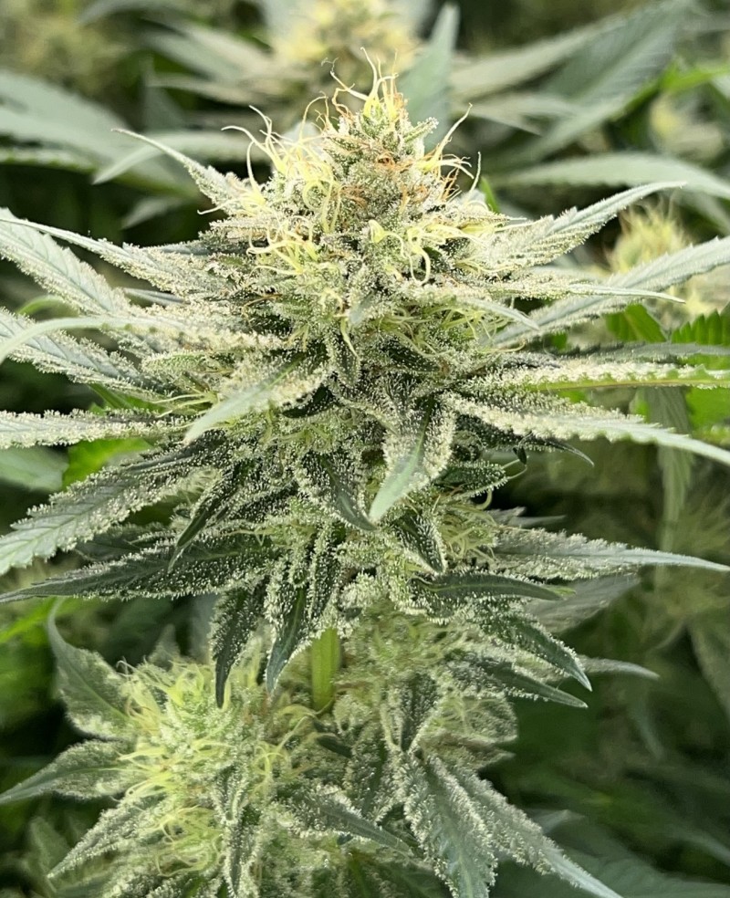 A0F70DF4-3E51-4271-9EDD-B8C3FE3056BE