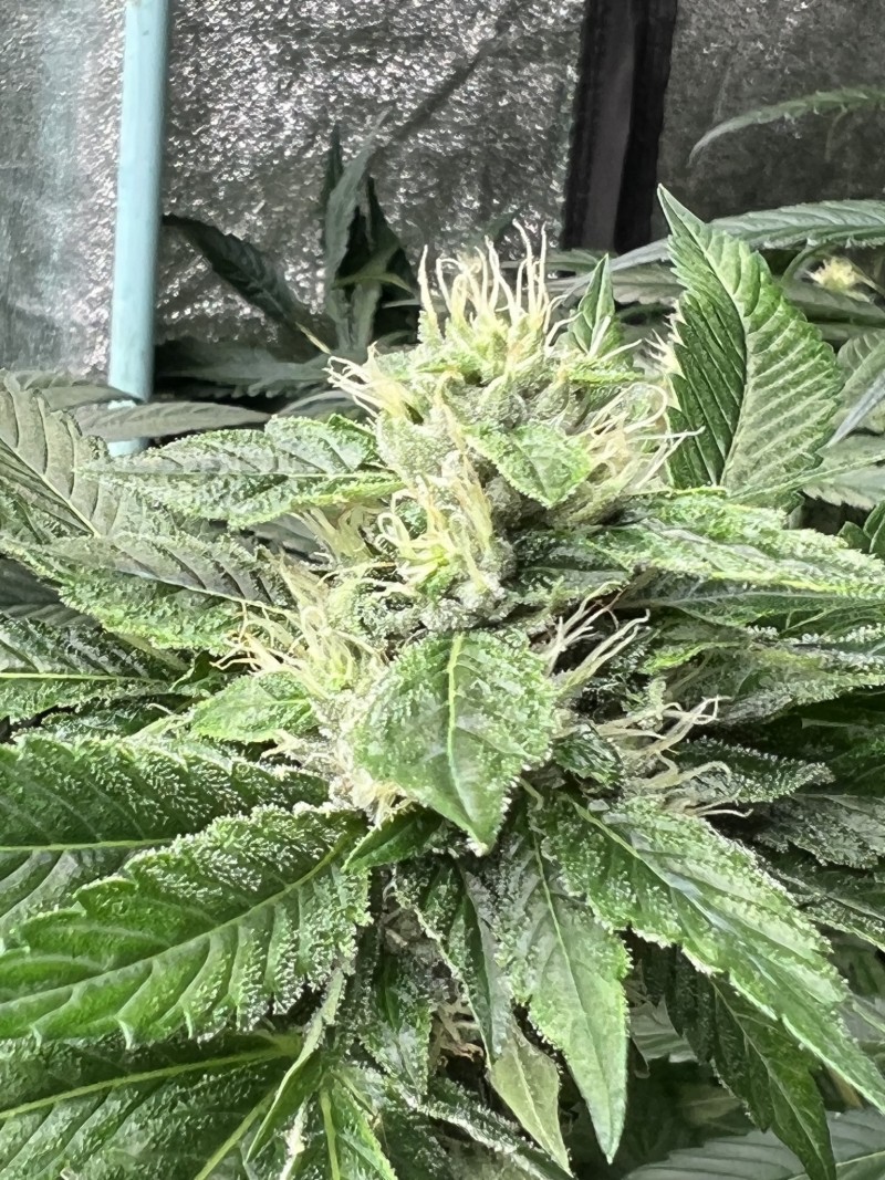 36102A7D-34D3-4085-B5A0-7A6774119025