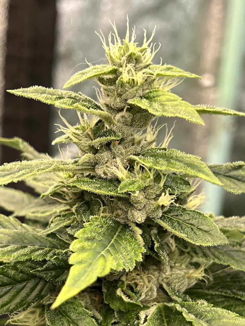 7113E53F-E078-4A10-8461-28C387F19BF2