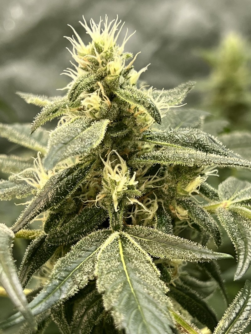 D90143DA-E366-4493-9637-A01220767019