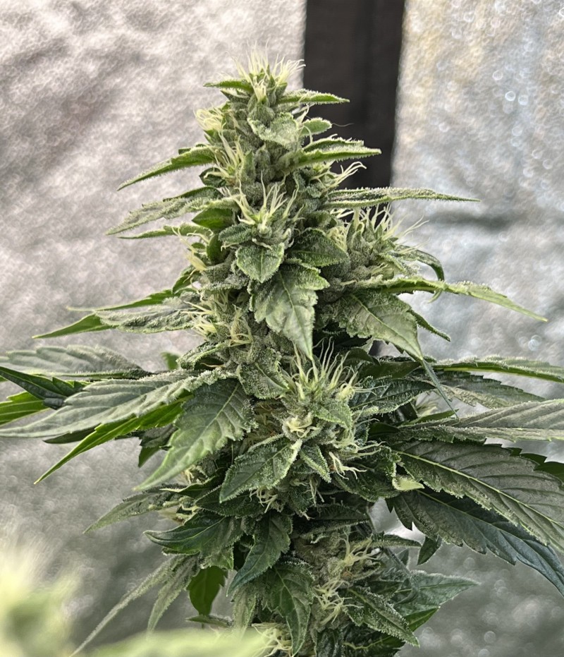 1DCAC9B3-CE08-40B3-8932-8C0A0634A3AD