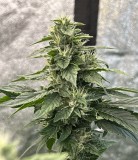 1DCAC9B3-CE08-40B3-8932-8C0A0634A3AD