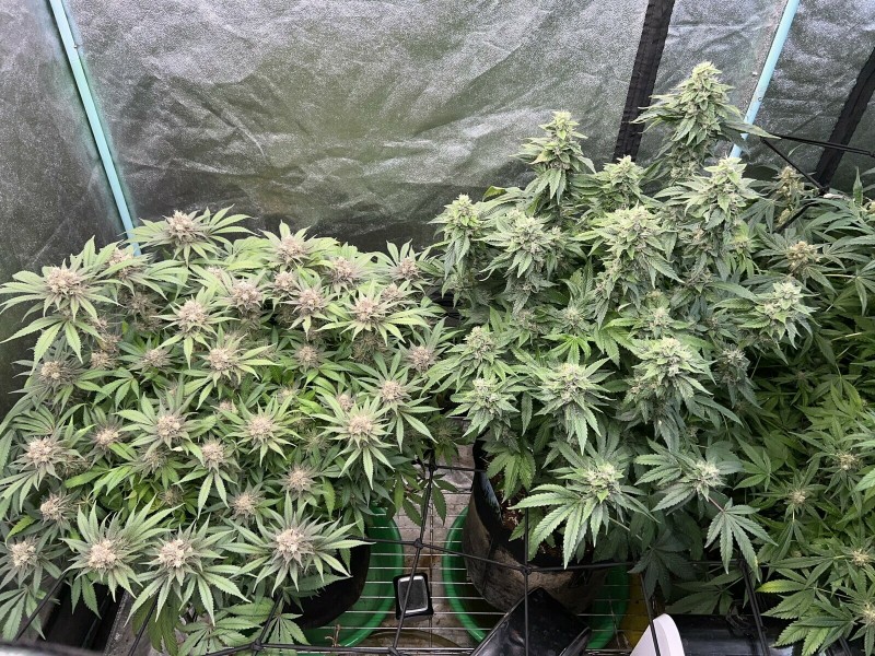 AAA50BED-90CB-4E42-B1D1-3B9335B55166