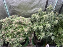 AAA50BED-90CB-4E42-B1D1-3B9335B55166