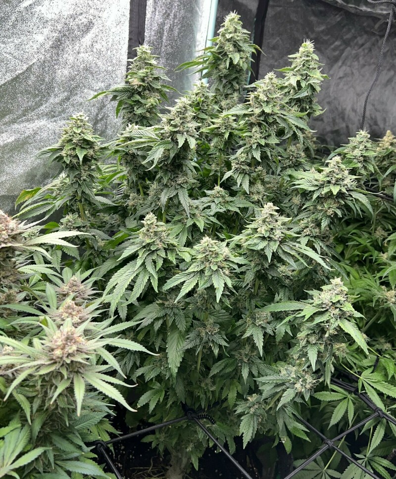 C1717EA2-AD46-4C89-B2F8-B2CF6260EDB6