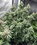 C1717EA2-AD46-4C89-B2F8-B2CF6260EDB6