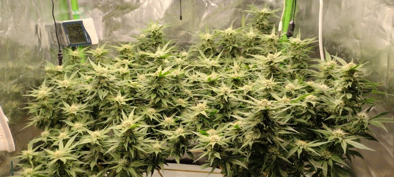 IMG_20220729_092834825