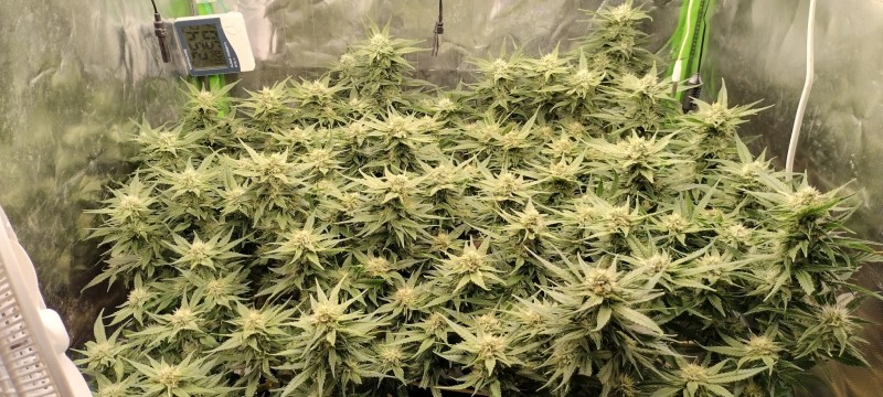 IMG_20220804_073004756_HDR