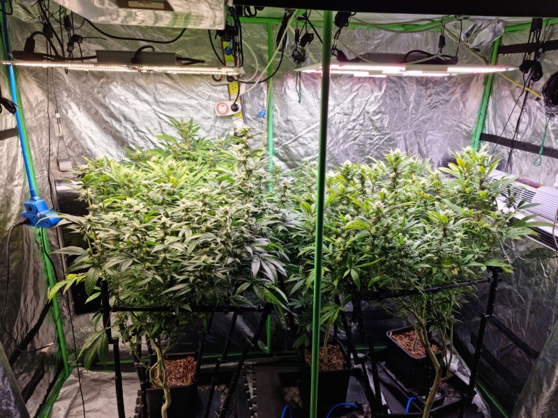 dairy day 29