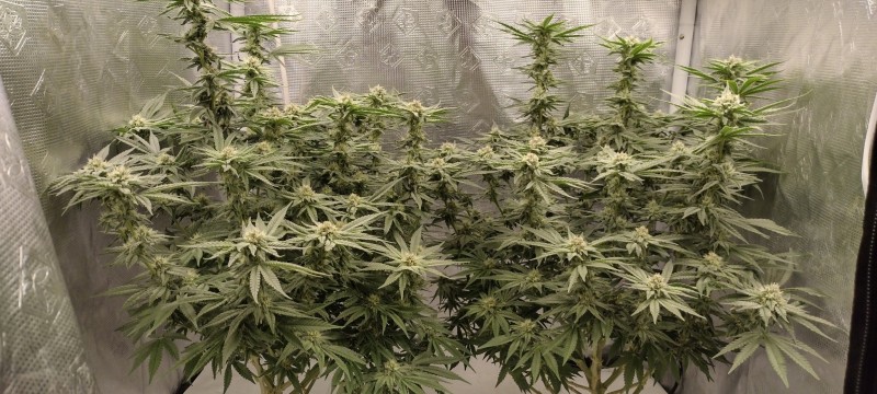 IMG_20220809_140718054_HDR