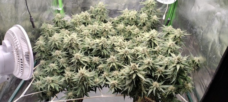 IMG_20220815_084656106