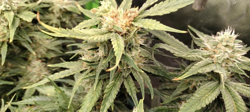 IMG_20220815_082649323