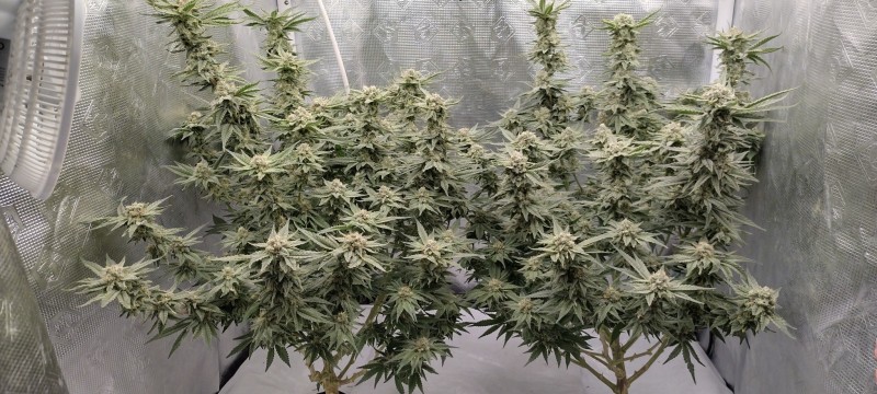 IMG_20220818_151218362_HDR