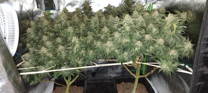 IMG_20220820_091546035