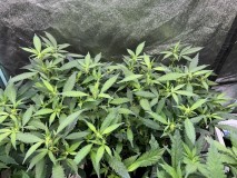 747DDDDA-3F71-45D9-BE60-1A03D7E80D49