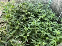 F2AB3BC8-BA84-4B87-8BB8-54030539E095