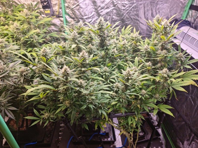 right side 41days