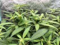 A56F026F-2AE5-45C8-8BA1-A95641FD7408