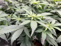 483C3CE2-8A29-487C-9F09-A07DD9DB0F86