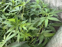 2EE98AE5-6C17-47DC-8EF3-F789E4DB0F8B