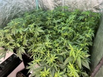 A4BECFEB-D7B3-4FD3-9695-07F3B9C3AB97