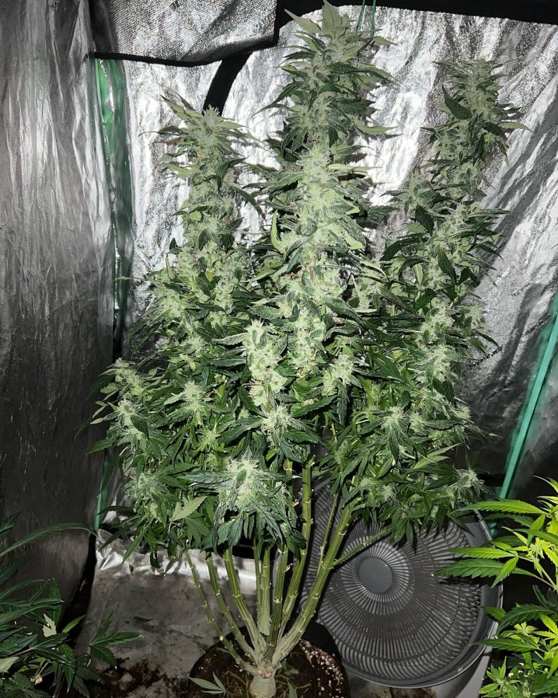 4546FE3A-F1F9-453F-8476-B4AD4BF6FBEC