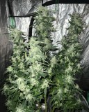 A7105487-EF46-44BF-B56B-4CCEEA0456C5