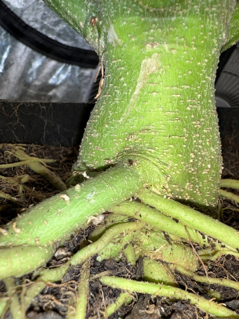 8069BCFE-12E7-4748-B370-DA8E7E58E511