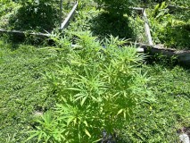 IMG_5038[1]