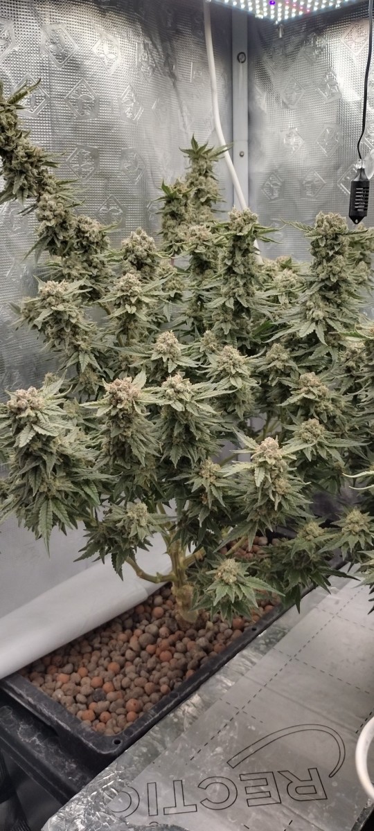 IMG_20220829_102514791_HDR