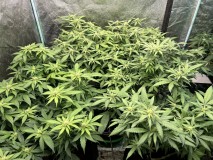 5BC9AAA1-72D0-4E6E-8B9E-900EAF24D63D