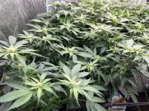 07F9CA92-EB4A-4098-BCE2-698755886069