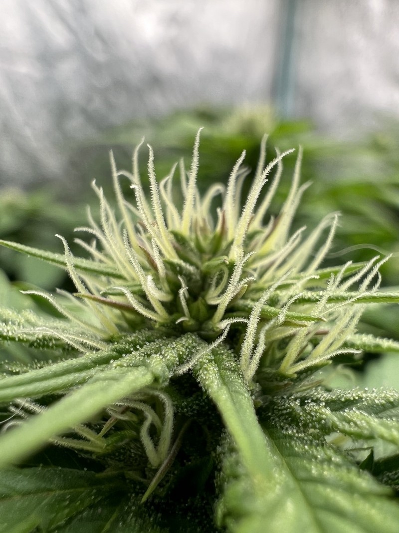 E0F81E7B-1BAD-44FF-8D92-261826105CC7