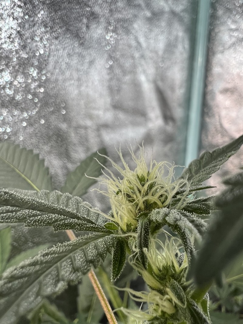 9FFBDEF4-73A7-43A2-8E3C-5B4E500A6CE2