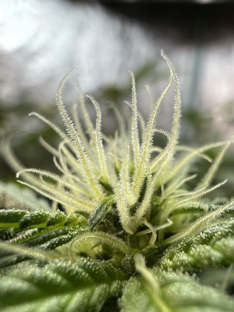 54CB416A-557A-40C0-81C0-F36ADCF7D045