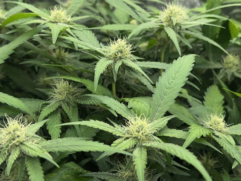 C236F8A6-4ACE-400A-A188-0A85DCB2F57B