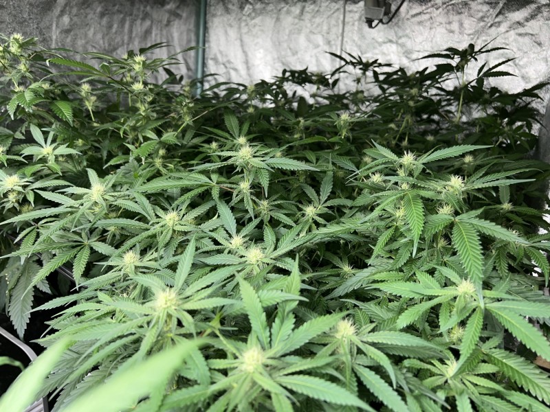 DAFE2333-0BCA-4BEA-AECB-FCF5C3C192A2