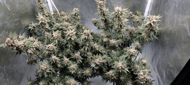 IMG_20220903_175636447