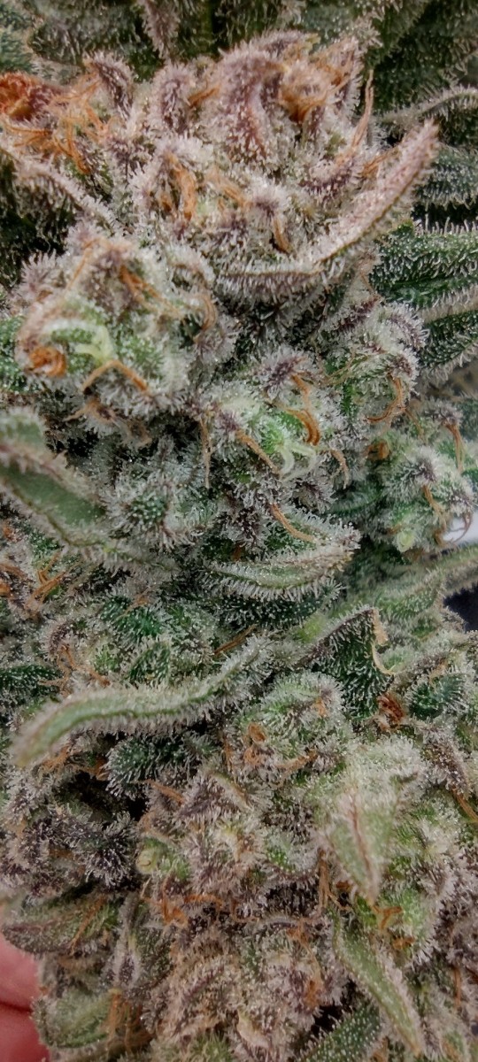 IMG_20220903_175503014_HDR