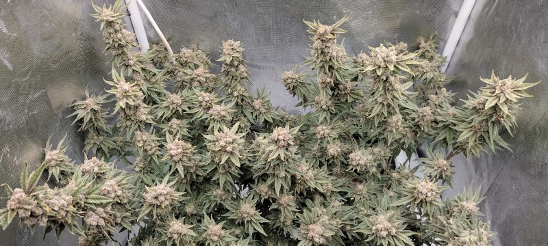 IMG_20220903_175058015_HDR