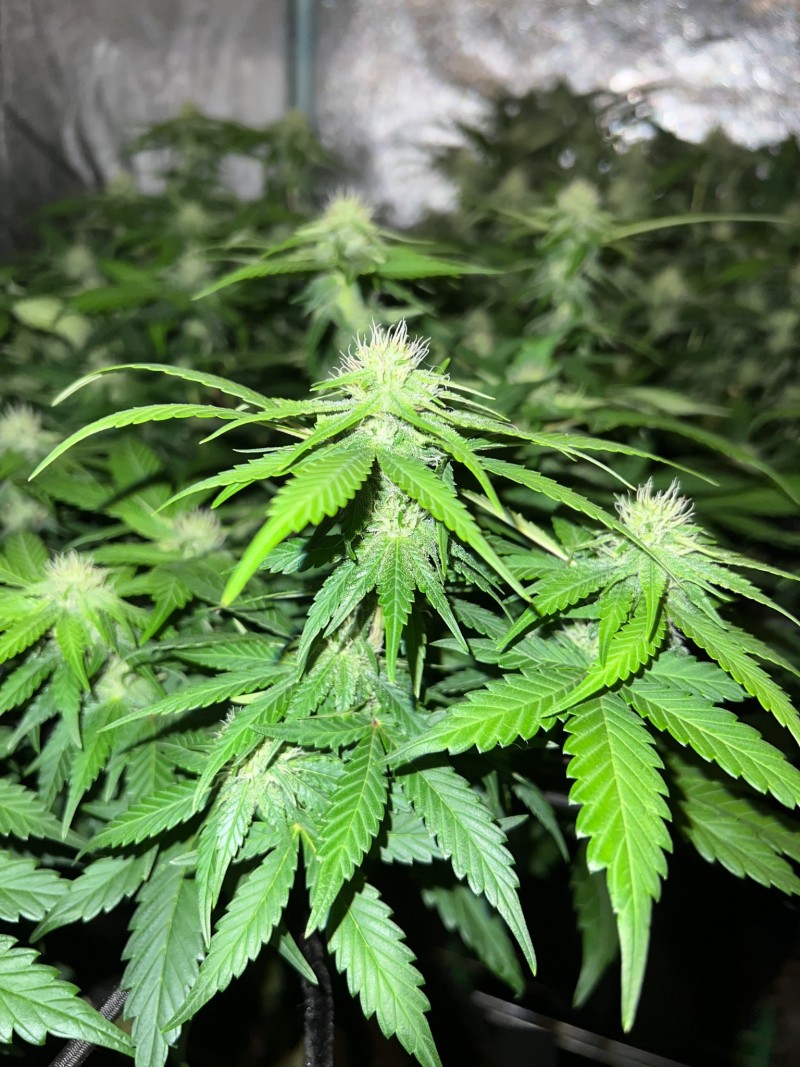 4D6DFDEF-FD0F-4674-A96D-7688652421E5