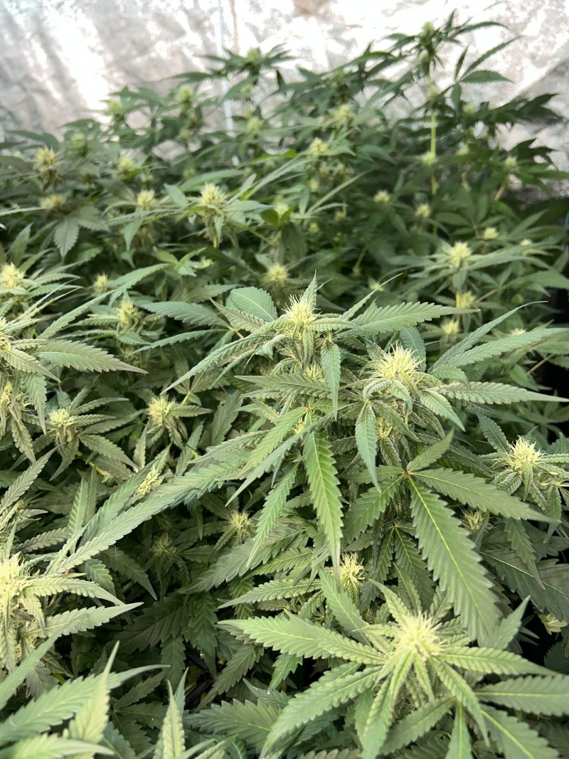 39D3C561-DF82-4A76-97FE-FBC200083872