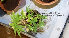 drobes cacti 25 9 22 029