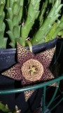 drobes cacti 25 9 22 034