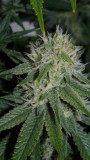 drobes 29 09 22 029